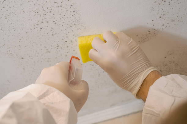 Mold Documentation for Insurance Claims in Burnsville, NC